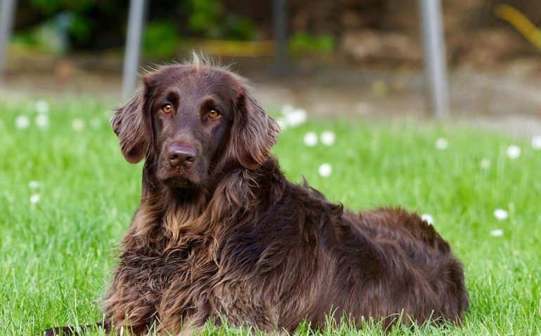 german-longhaired-pointer-782498_1280 (1)